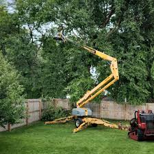 Best Leaf Removal  in Horse Shoe, NC