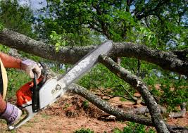 Best Fruit Tree Pruning  in Horse Shoe, NC