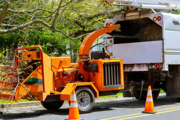 Best Emergency Tree Removal  in Horse Shoe, NC