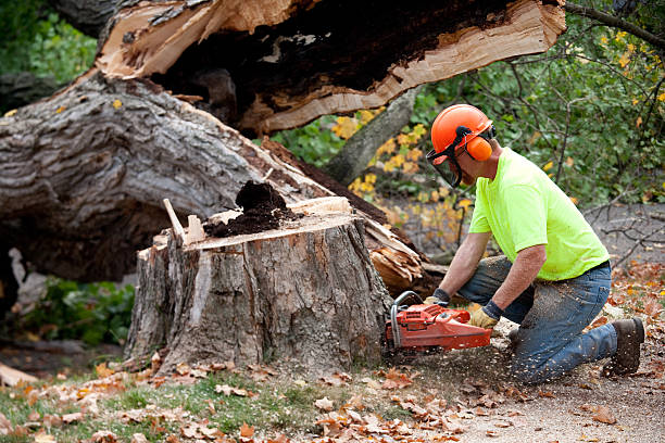 Best Utility Line Clearance  in Horse Shoe, NC